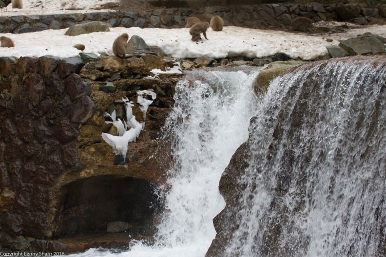 Snow Monkey Hot Springs In Yamanouchi Japan Ps Smart Living