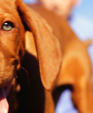 Dog With Ears Down | Milesia