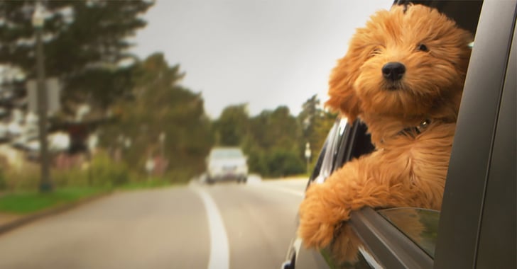 2019 year - 4 Tips for Traveling with Your Furry Friend 2019 year