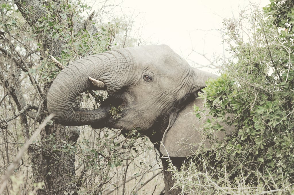 South African Safari Wedding With Elephants Popsugar Love Sex 84180 Hot Sex Picture