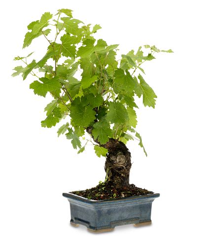 Cabernet Grapevine Bonsai It Or It cabernet grapevine bonsai it or it popsugar food Cabernet Grapevine Bonsai It Or It cabernet grapevine bonsai it or it popsugar food
