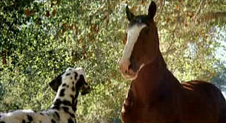 Story Behind the Scenes: Clydesdales and Dalmatians Story Behind the Scenes: Clydesdales and Dalmatians