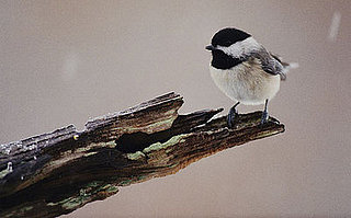 Feed the Birds: Make Your Own Peanut Butter Suet Feed the Birds: Make Your Own Peanut Butter Suet