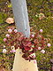 freshpink freshpink