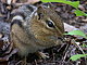chipmunkie chipmunkie