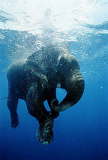 Ancient Elephant Relatives Lived in Water Ancient Elephant Relatives Lived in Water