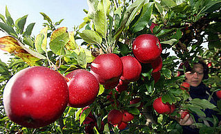 What Would You Make? Apples What Would You Make? Apples