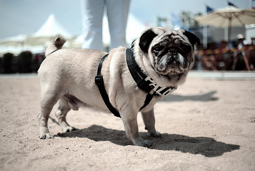 palm-dog-2008-photoshoot-popsugar-pets