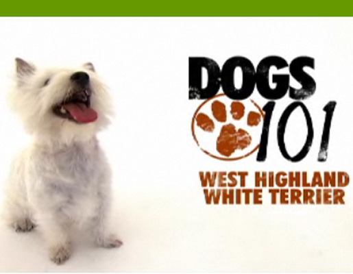 Do You Remember the Latest Pups From Dogs 101? Do You Remember the Latest Pups From Dogs 101?