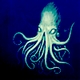 kraken kraken