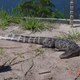 Gatorhntr Gatorhntr