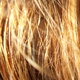 goldenheart goldenheart