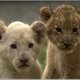 Lil-Lion Lil-Lion