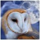 flutterby-moon flutterby-moon