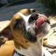 LolaDog LolaDog
