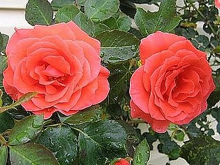 Su Casa: The Bloom's on These Roses Su Casa: The Bloom's on These Roses