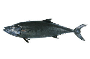 Escolar Escolar