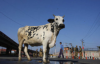 India to Introduce Cow Urine Beverage India to Introduce Cow Urine Beverage