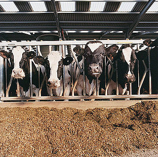 Falling Prices Mean Dire Times for Dairy Farmers Falling Prices Mean Dire Times for Dairy Farmers