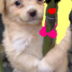 Sassy-Bamboozle Sassy-Bamboozle