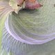 Bromeliad Bromeliad