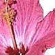 nafei nafei
