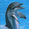 dolphingirl dolphingirl