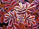 ilovemybphone ilovemybphone