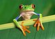 pleasecroak pleasecroak