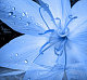 Lil2Blue Lil2Blue