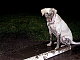 wags0007 wags0007