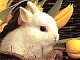 Ms-Bunny Ms-Bunny