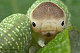 fuschia-froggie fuschia-froggie