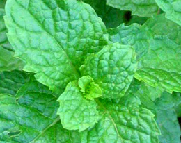 The Skinny On: Peppermint The Skinny On: Peppermint