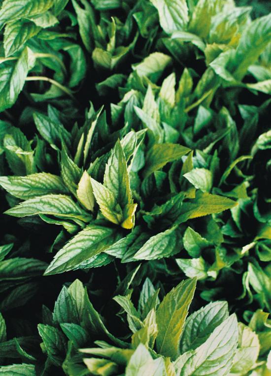 Secret Ingredient: Peppermint Secret Ingredient: Peppermint