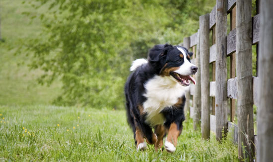 All About Bernese Mountain Dogs Popsugar Pets