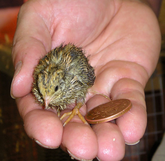 baby quail