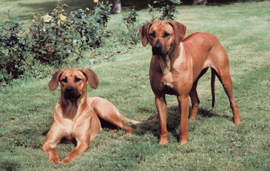 facts about rhodesian ridgebacks