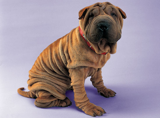 Chinese Shar-Pei Trivia | POPSUGAR Pets