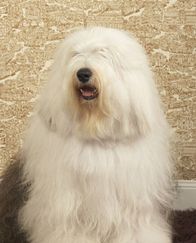 Old English Sheepdog Trivia Popsugar Pets