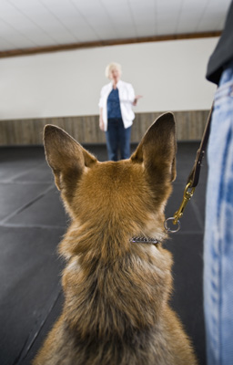 how can i trained my how can i my popsugar pets how can i trained my how can i my popsugar pets
