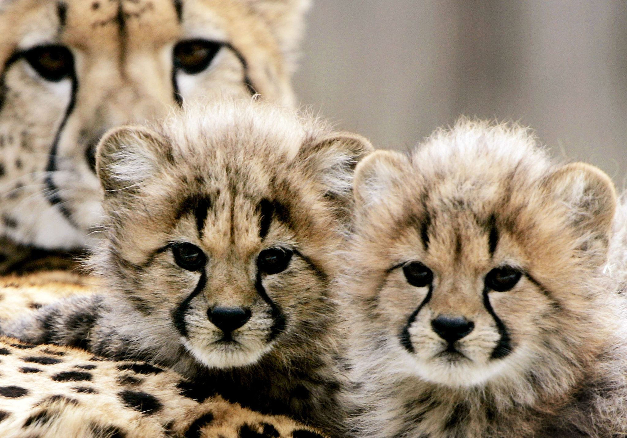 Cheetah Cats | Animal Babes Wish Mom Happy Mother's Day! | POPSUGAR Pets