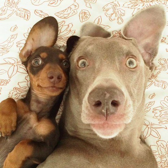 Animal-Selfies.jpg
