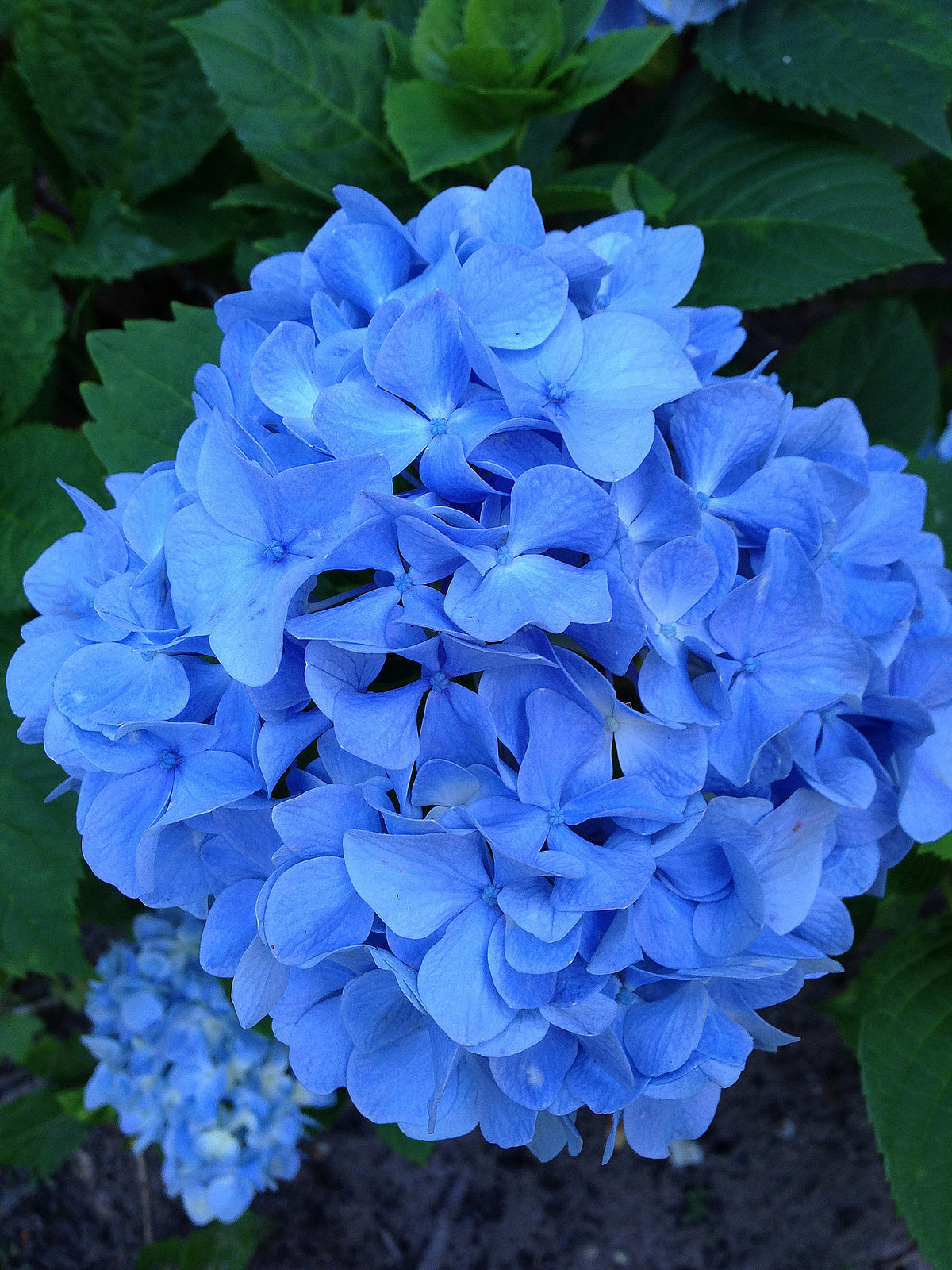 How to Change the Colour of Hydrangeas POPSUGAR Home Australia