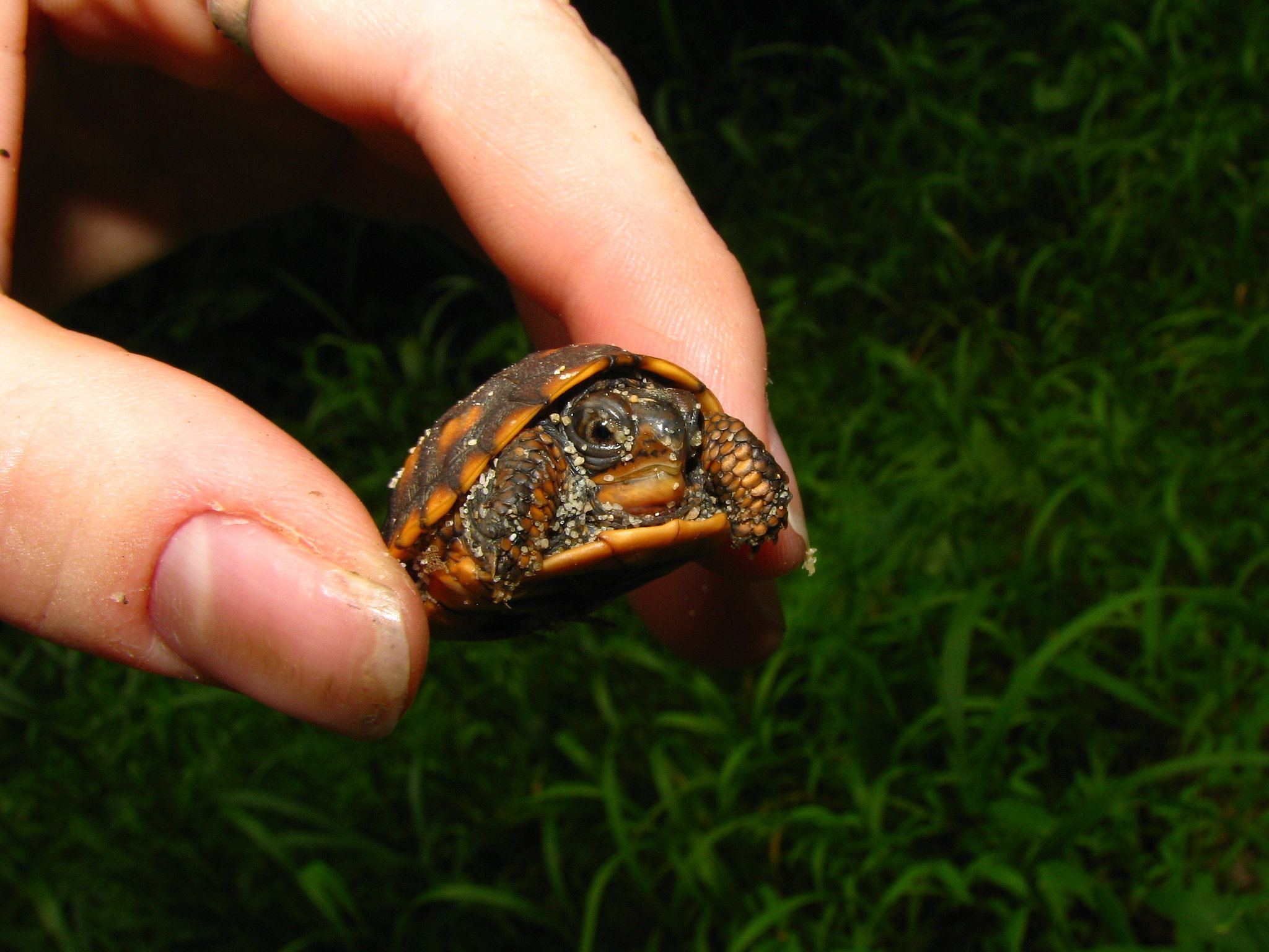 This baby turtle is barely peeking out of his shell! | 10 of the Cutest ...