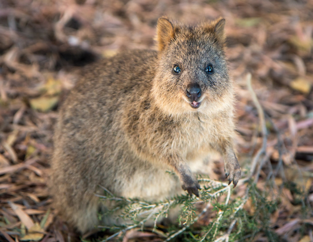 What Is a Quokka? | POPSUGAR Pets