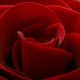 redjupe44 redjupe44