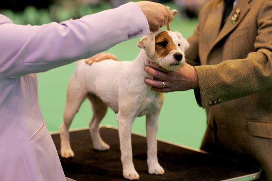 How big do Jack Russell terriers get?