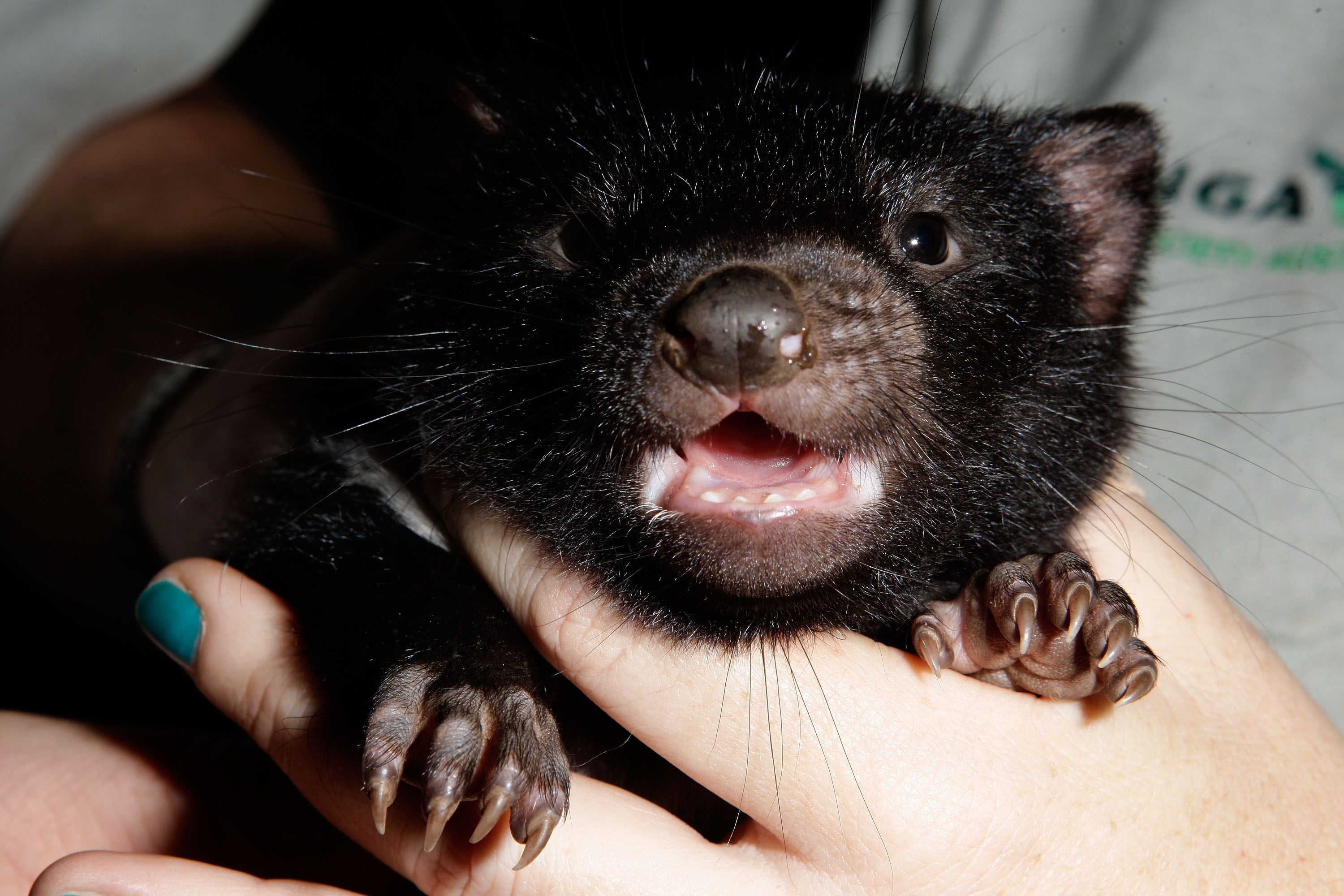 Four Cute Tasmanian Devil Babies Born at the Taronga Zoo! | POPSUGAR Pets