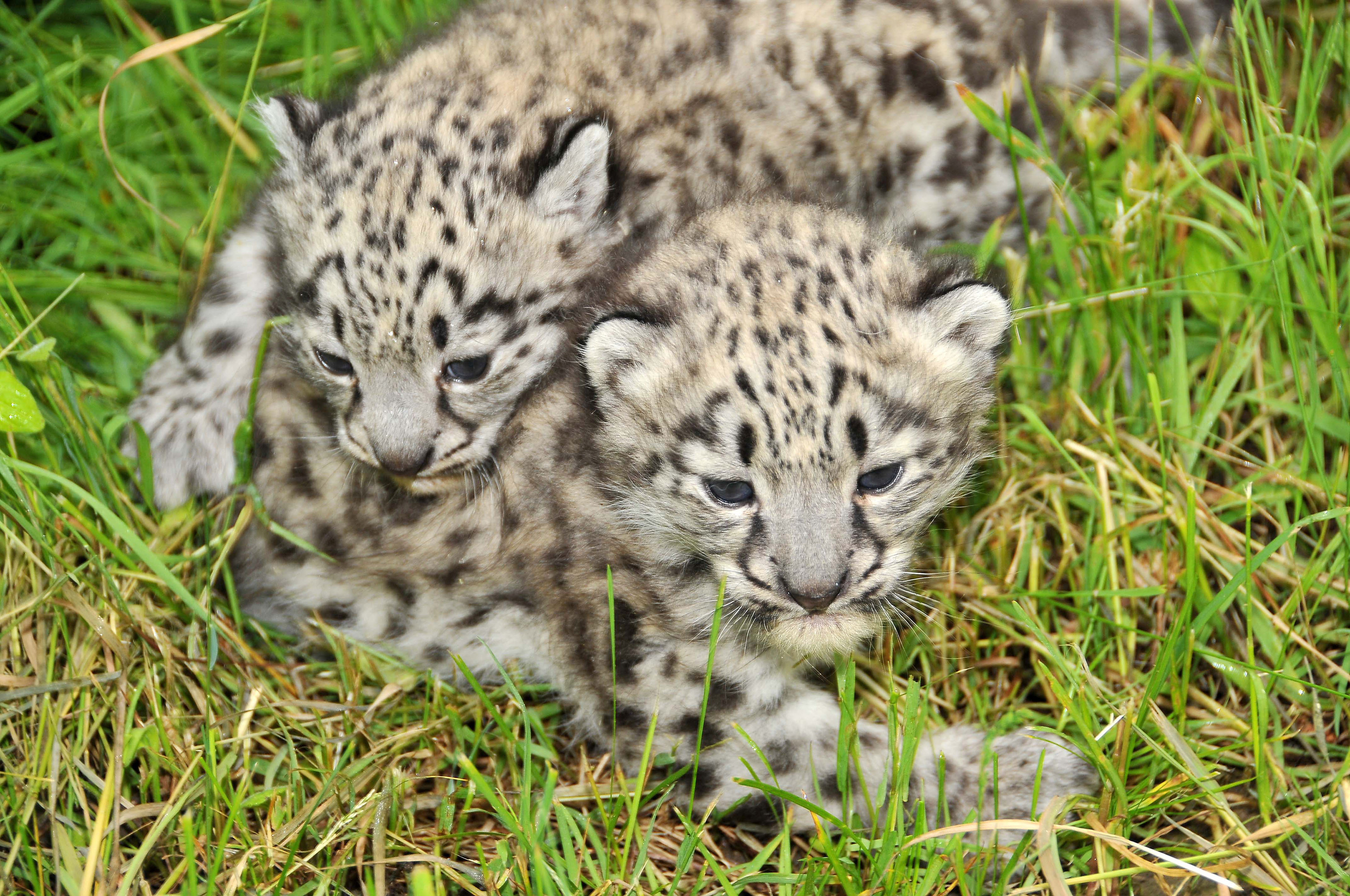 Baby Snow Leopards are BFFs | POPSUGAR Pets